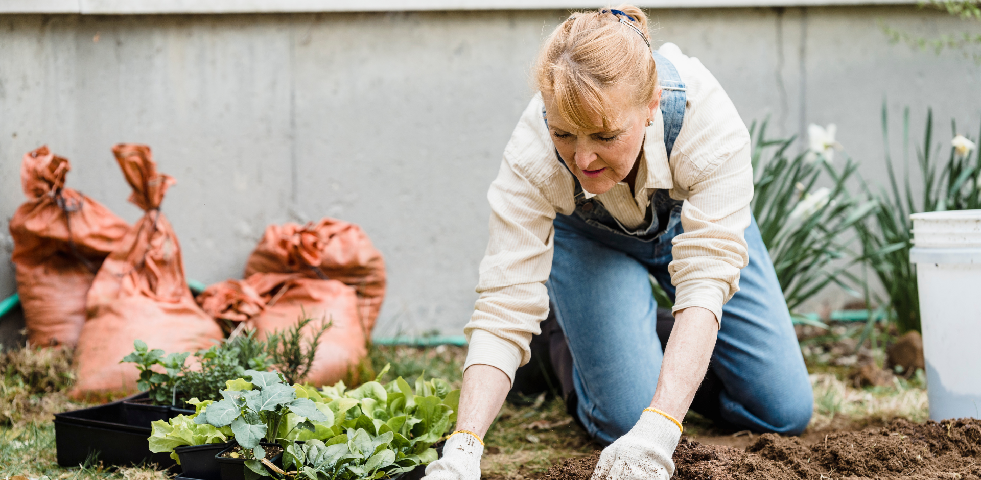 Canva gardening stock
