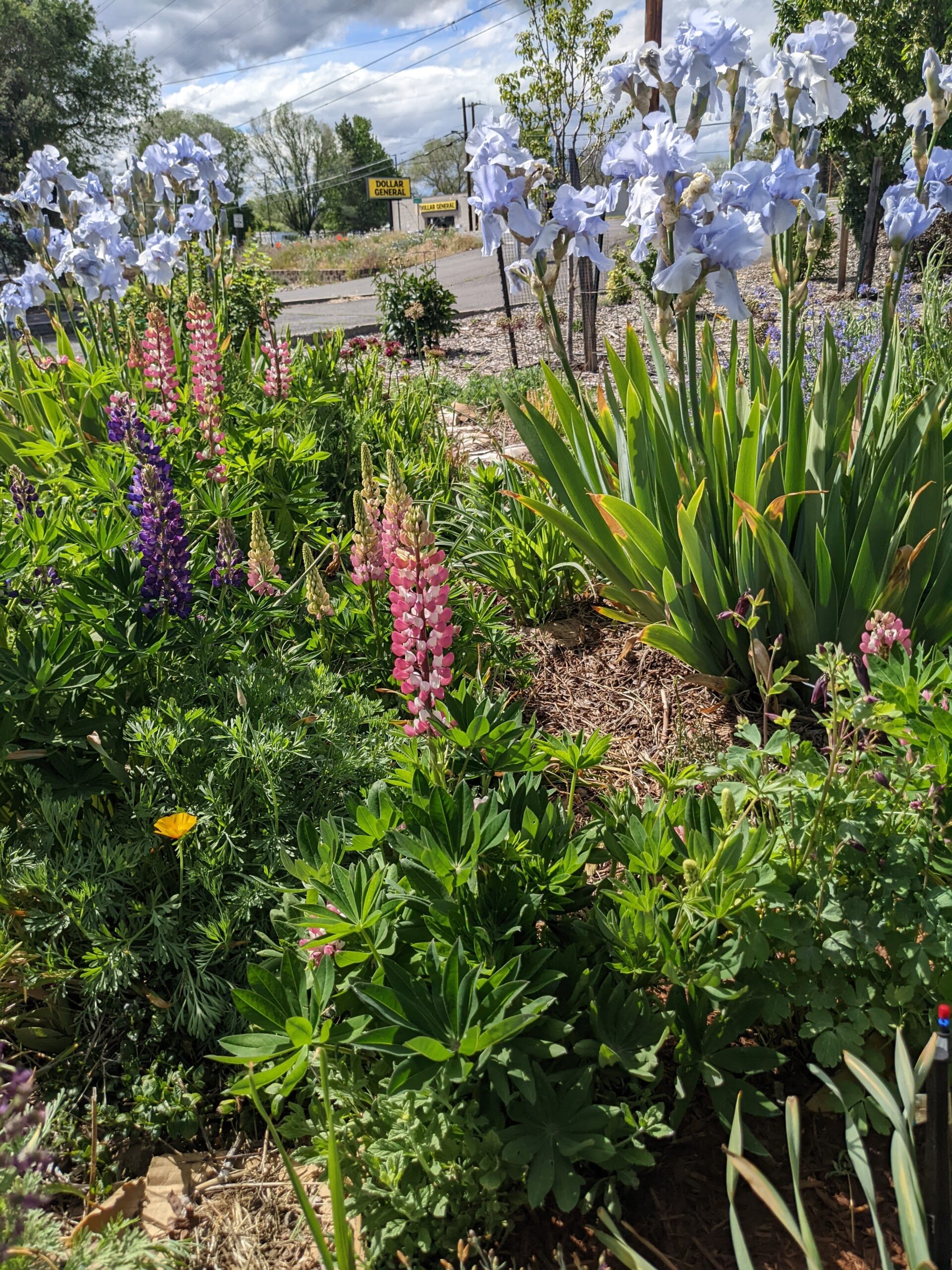 flower garden klamath represent
