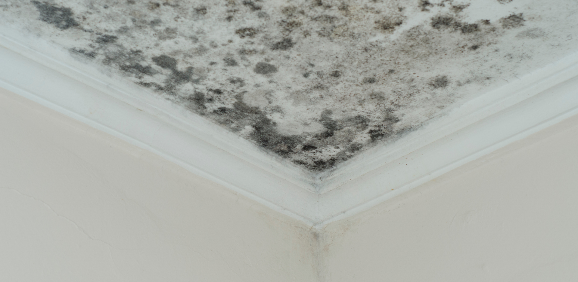 home safety canva stock (4)